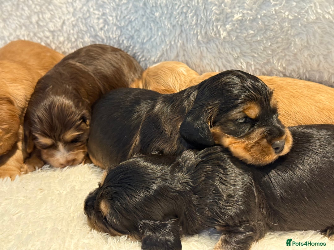 Cocker Spaniel dogs for sale: KC Show Cocker Spaniels fully health tested  - Image 3