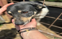 Mixed Breed dogs for adoption: ELSA -  a Special Girl who hates the Prison - Image 9