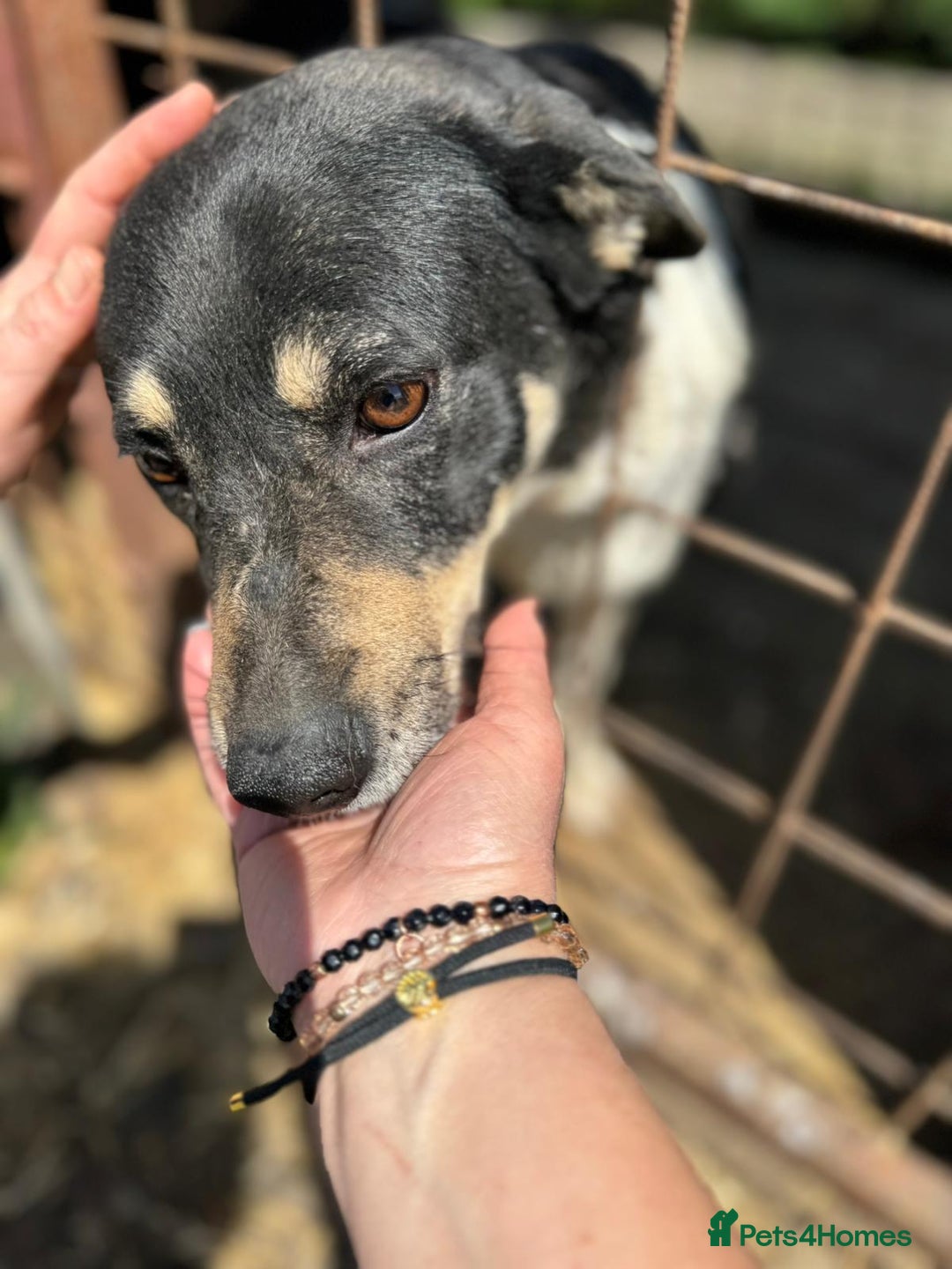 Mixed Breed dogs for adoption: ELSA -  a Special Girl who hates the Prison - Image 9