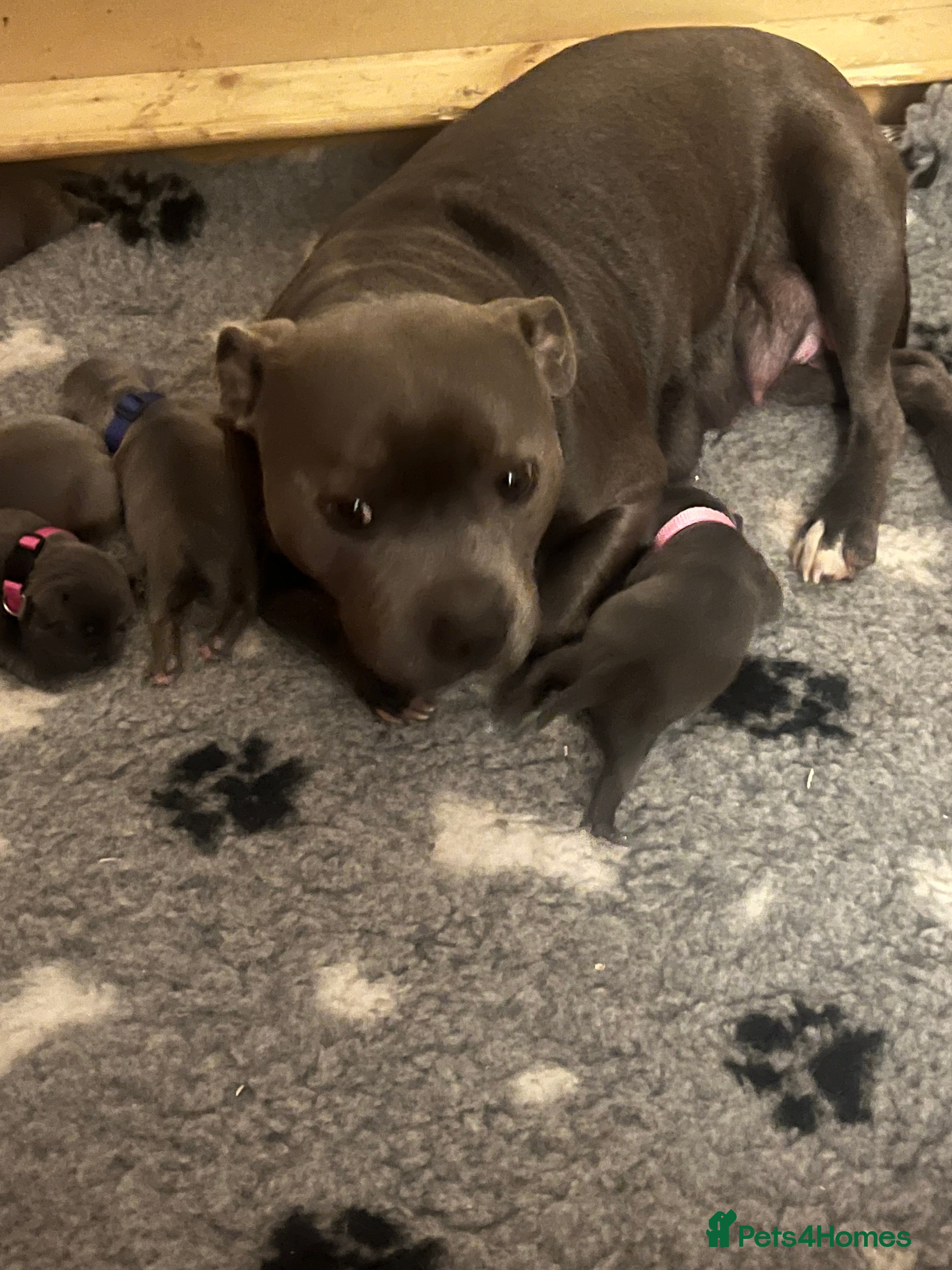 Staffordshire Bull Terrier dogs One girl KC and DNA health tested  - Advert 2