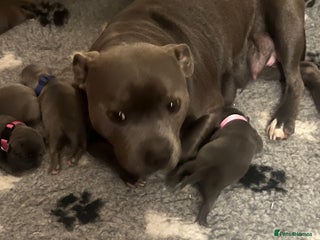 Staffordshire Bull Terrier dogs One girl KC and DNA health tested - Advert 1