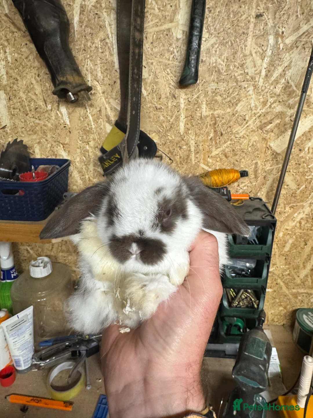 Mini Lop rabbits for sale: Mini Lop in Folkestone - Advert 1