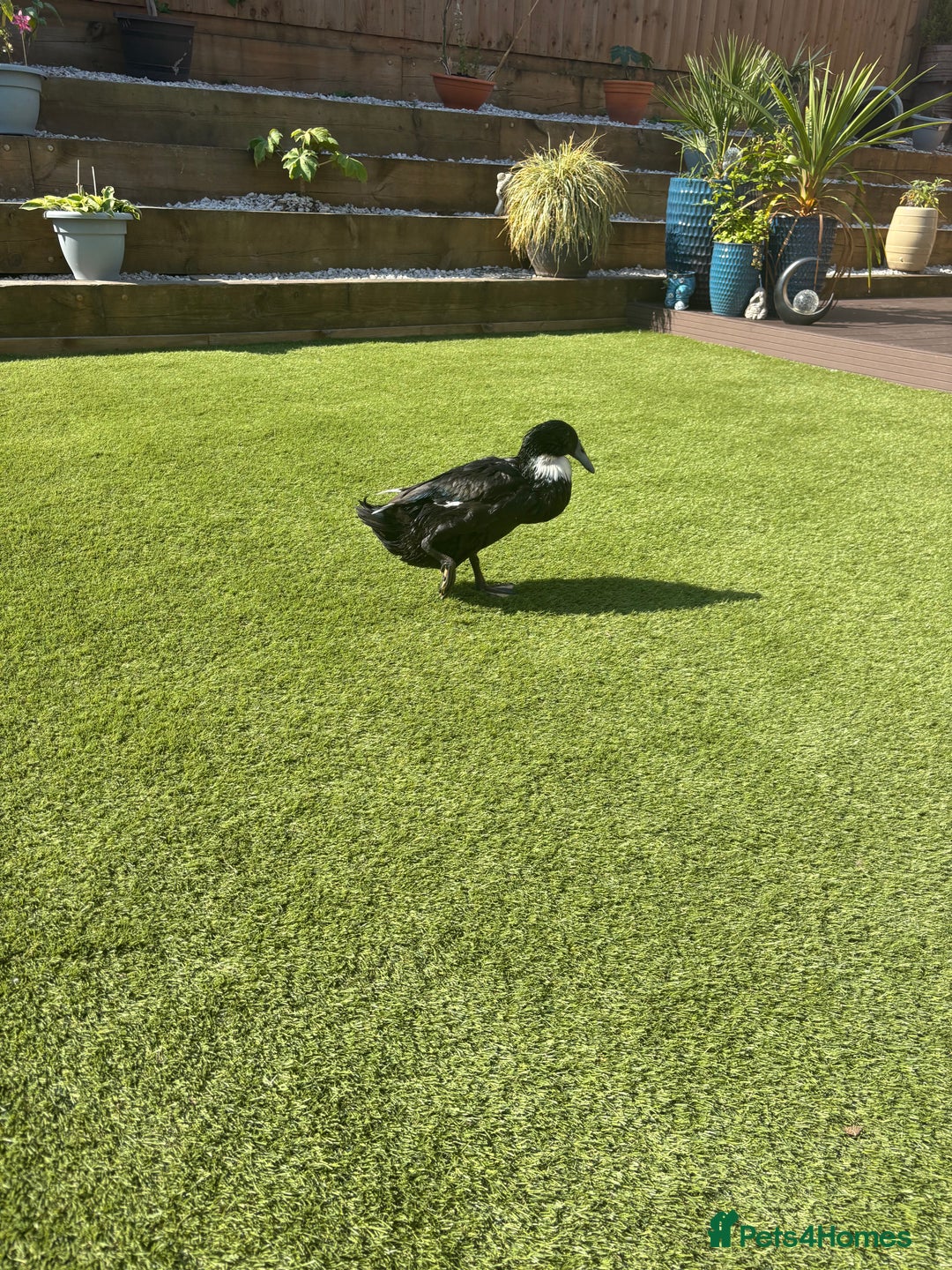 Chickens poultry for sale: Polish chickens runner ducks  - Image 6