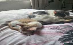 Mixed Breed cats for sale: Ready for new home kittens and 1 year female - Image 12