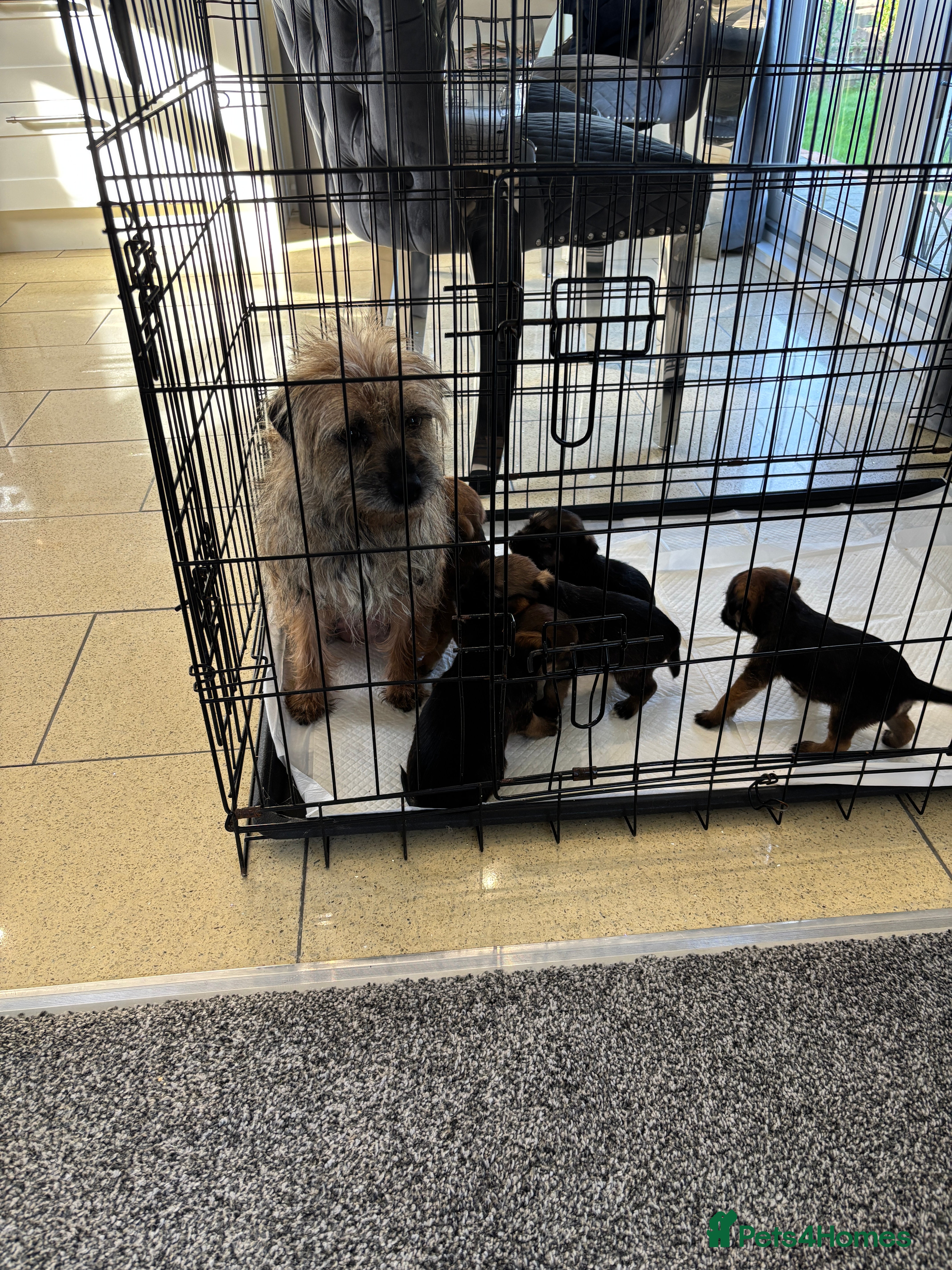 Border Terrier dogs Kc Border terrier pups  - Advert 4