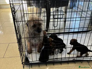 Border Terrier dogs Kc Border terrier pups - Advert 4