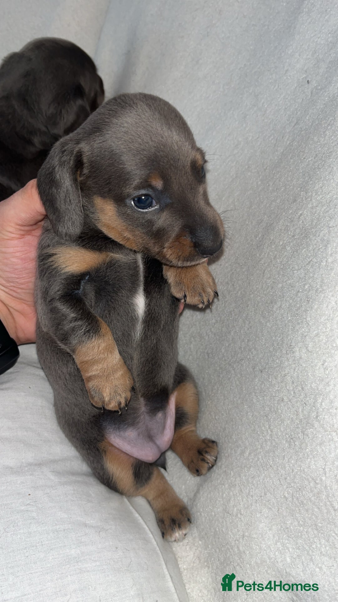 Dachshund dogs for sale: Gorgeous miniature dachshunds  - Image 5