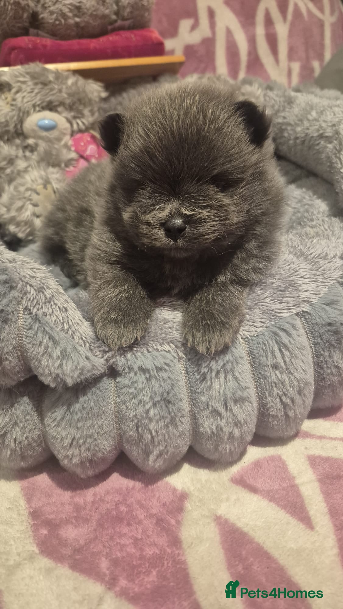 Pomeranian dogs for sale: Mini pomeranian puppies excel Russian bloodlines - Advert 32