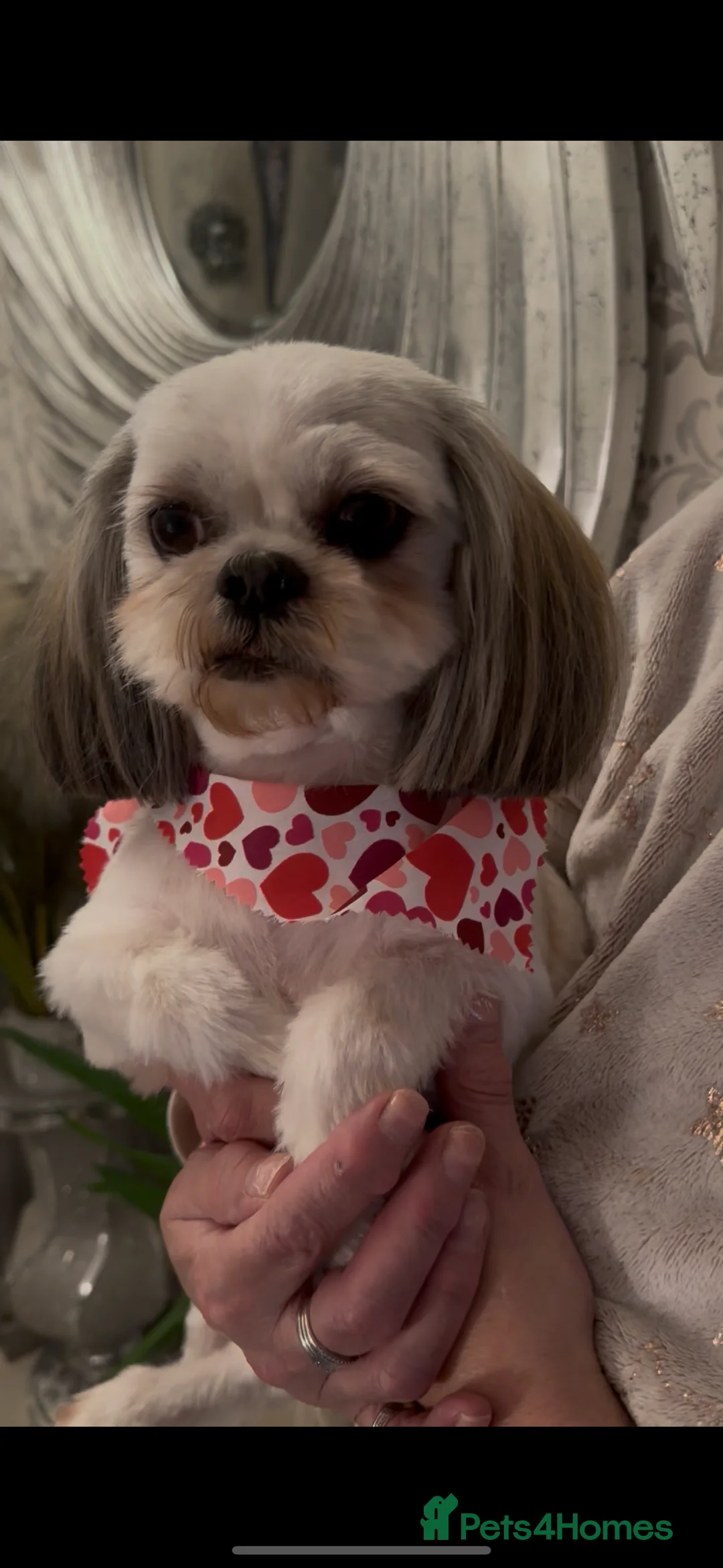 Shih Tzu dogs for stud: KC REG TINY STUD BOY  - Advert 2