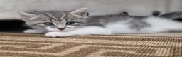 Mixed Breed cats for sale: Lilac tabby kittens  in Towcester - Advert 5