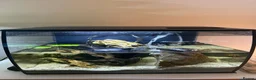 Crabs fish for sale: RedClaw Crab & Complete Fluval Flex Aquarium Setup in Bicester - Advert 1