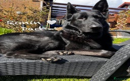 German Shepherd dogs for sale: K.C German Shepherd Puppies  - Image 10