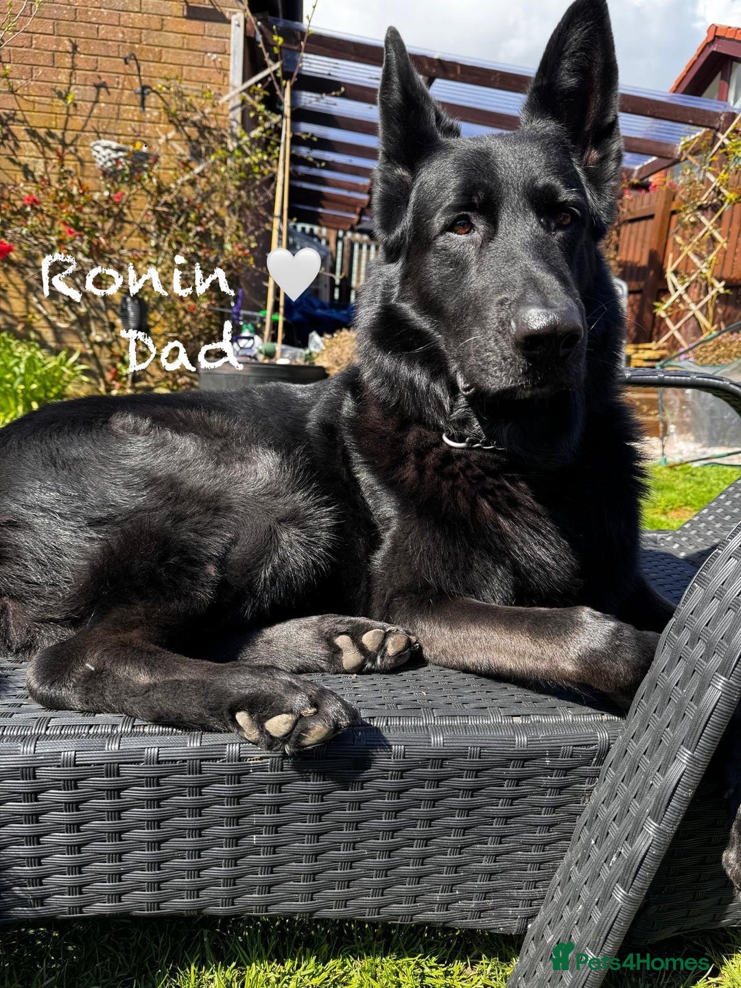 German Shepherd dogs for sale: K.C German Shepherd Puppies  - Image 10