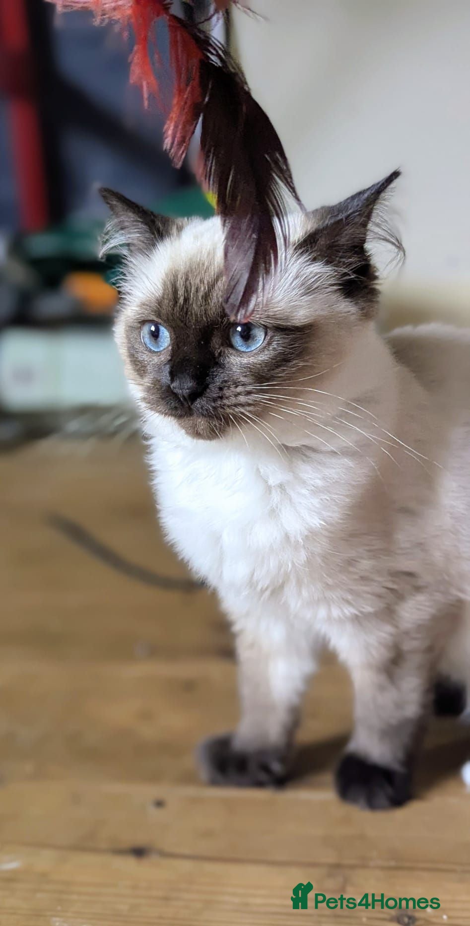 Ragdoll cats 💖💖Stunning seal mitted ragdoll💖💖 - Advert 14