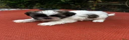 Shih Tzu dogs for sale: Shihtzu pups  - Advert 7