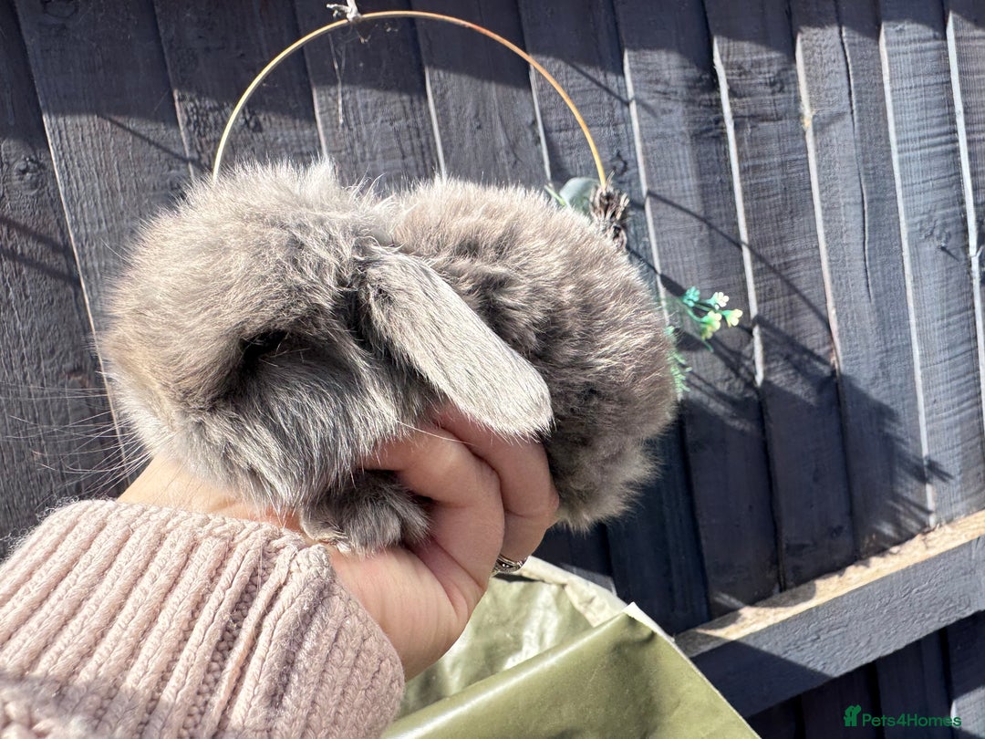 Mini Lop rabbits for sale: STUNNING baby mini lops - Image 18