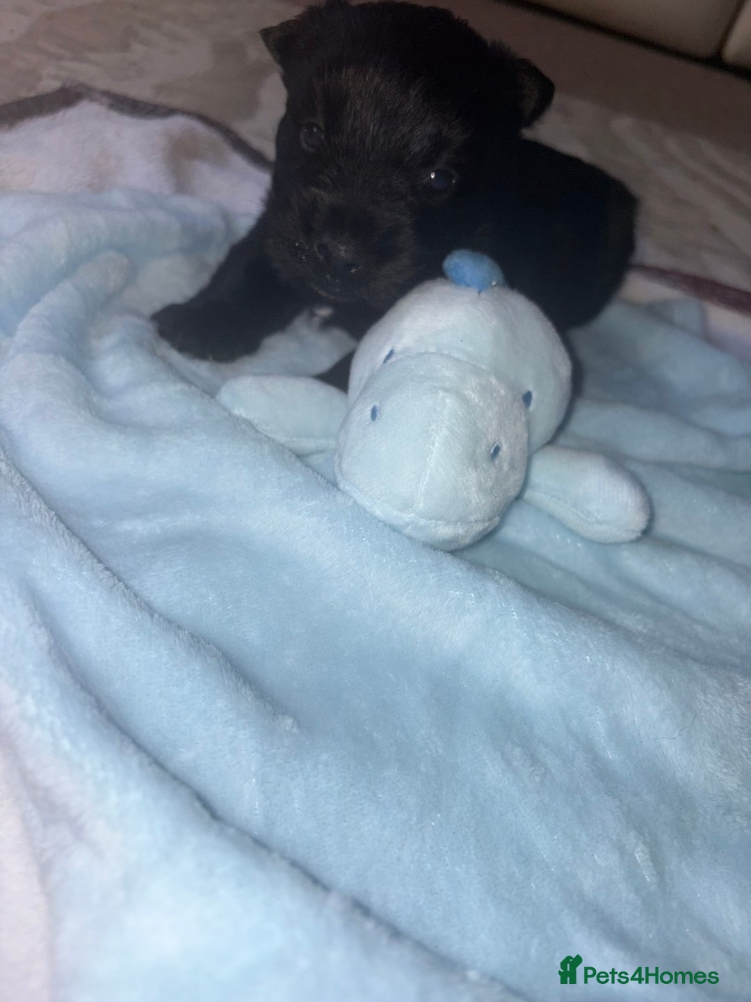 Scottish Terrier dogs for sale: Beautiful Scottish terrier puppy  - Advert 9