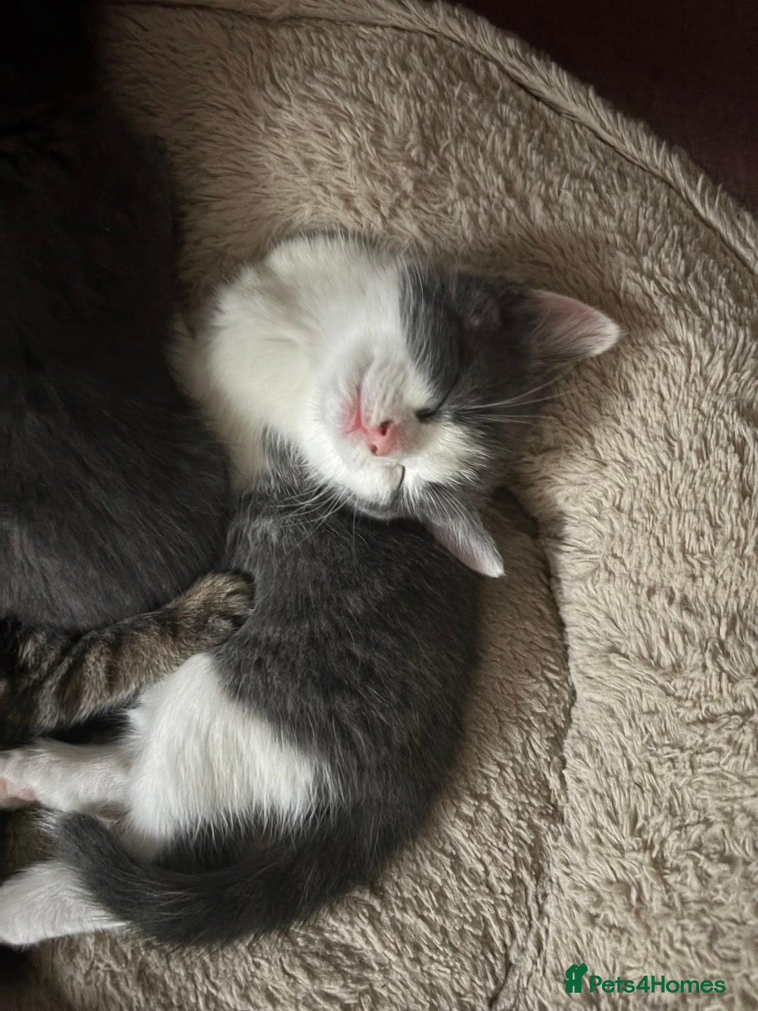 Mixed Breed cats for sale: Stunning Solid Blue/Grey Kitten-Rare Chunky Build - Advert 22
