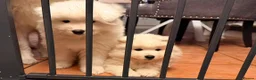 Samoyed dogs for sale: Samoyed  in London - Advert 9