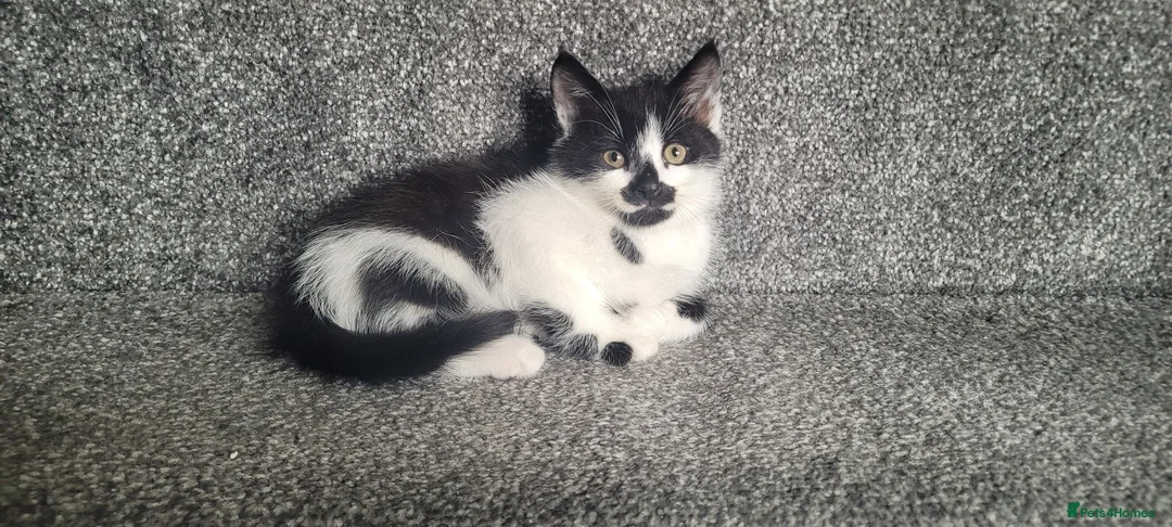 Mixed Breed cats for sale: cute kittens are looking for their new home in Gateshead - Advert 2