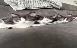 Turkish Van cats for sale: Kittens for sale - Image 2
