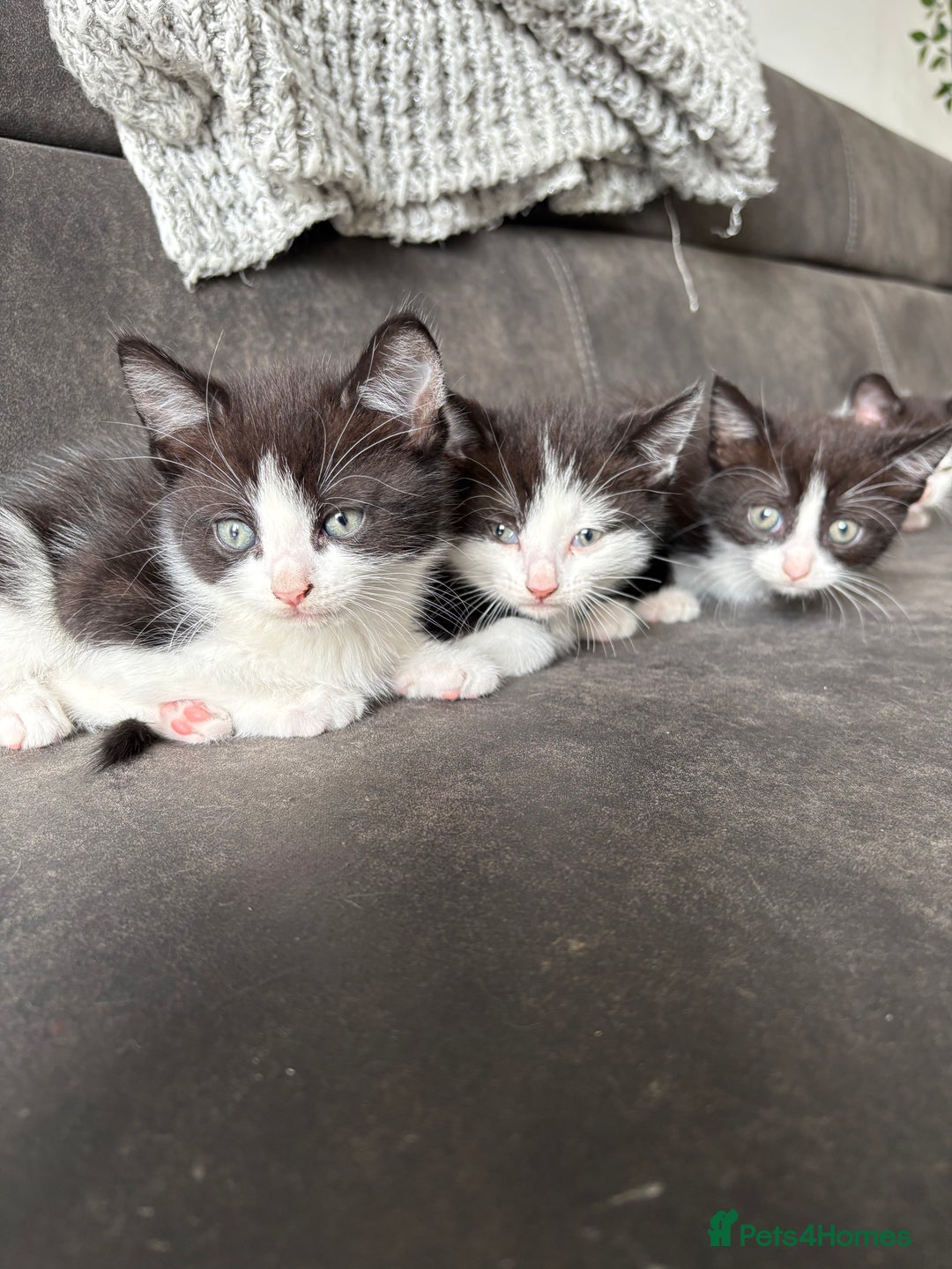 Turkish Van cats for sale: Kittens for sale - Image 2