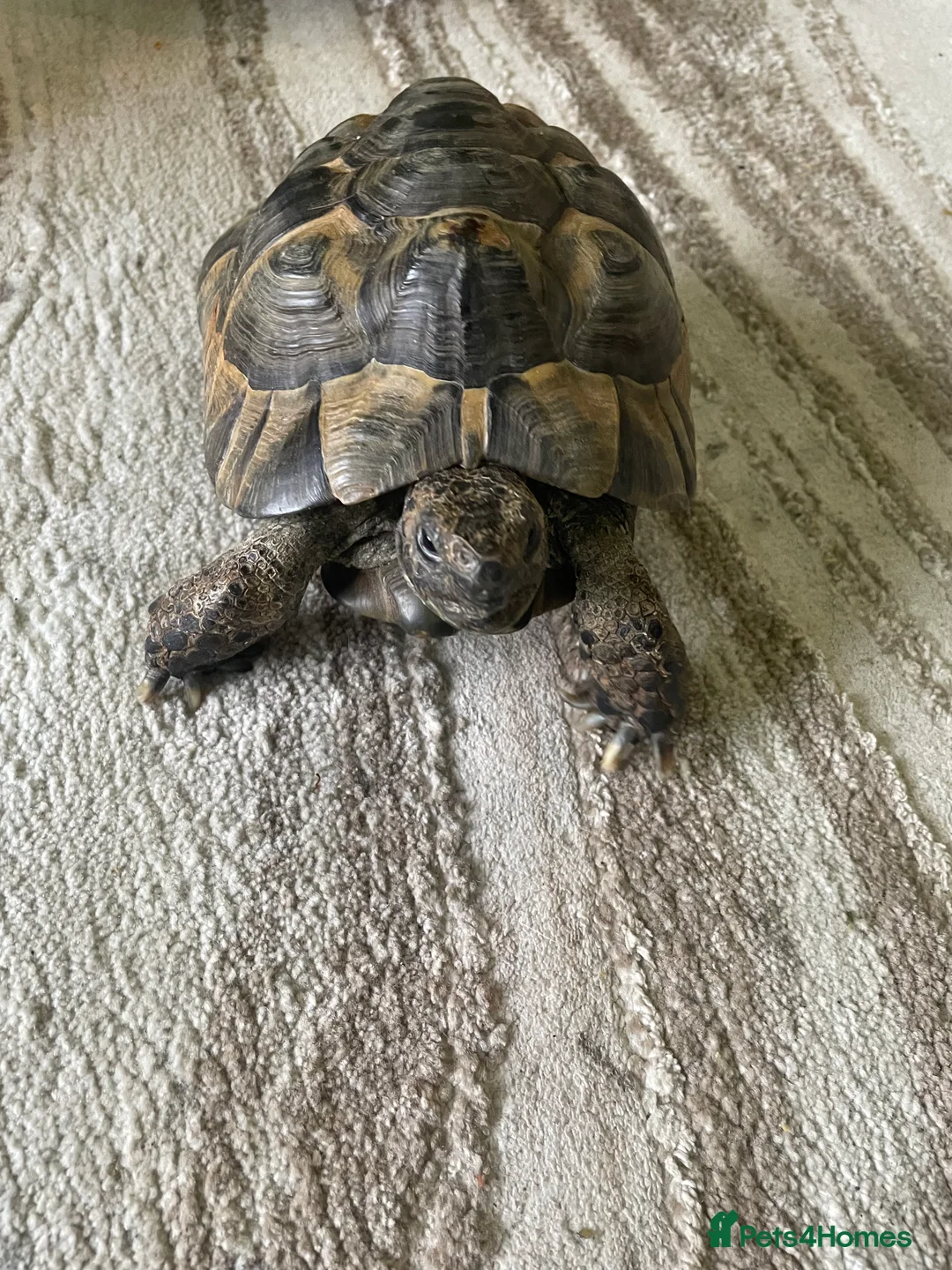 Tortoise reptiles for sale: Spurthigh tortoise  in Leicester - Advert 3