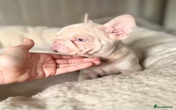 French Bulldog dogs for sale: 🌸Pink French bulldogs TOP QUALITY  - Image 5