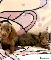 Dachshund dogs - Advert 6