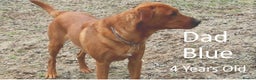 Labrador Retriever dogs for sale: Red Fox Labs : Health Checked-KC Reg-FTCH Pedigree - Advert 14