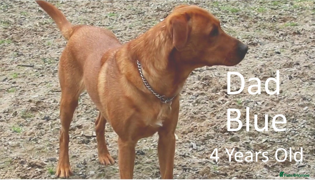 Labrador Retriever dogs for sale: Red Fox Labs : Health Checked-KC Reg-FTCH Pedigree - Image 11