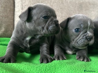 French Bulldog dogs - Advert 15