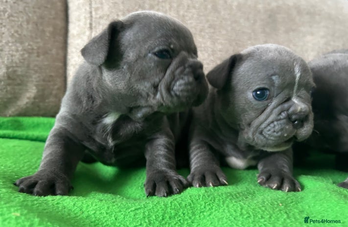 French Bulldog dogs - Advert 11