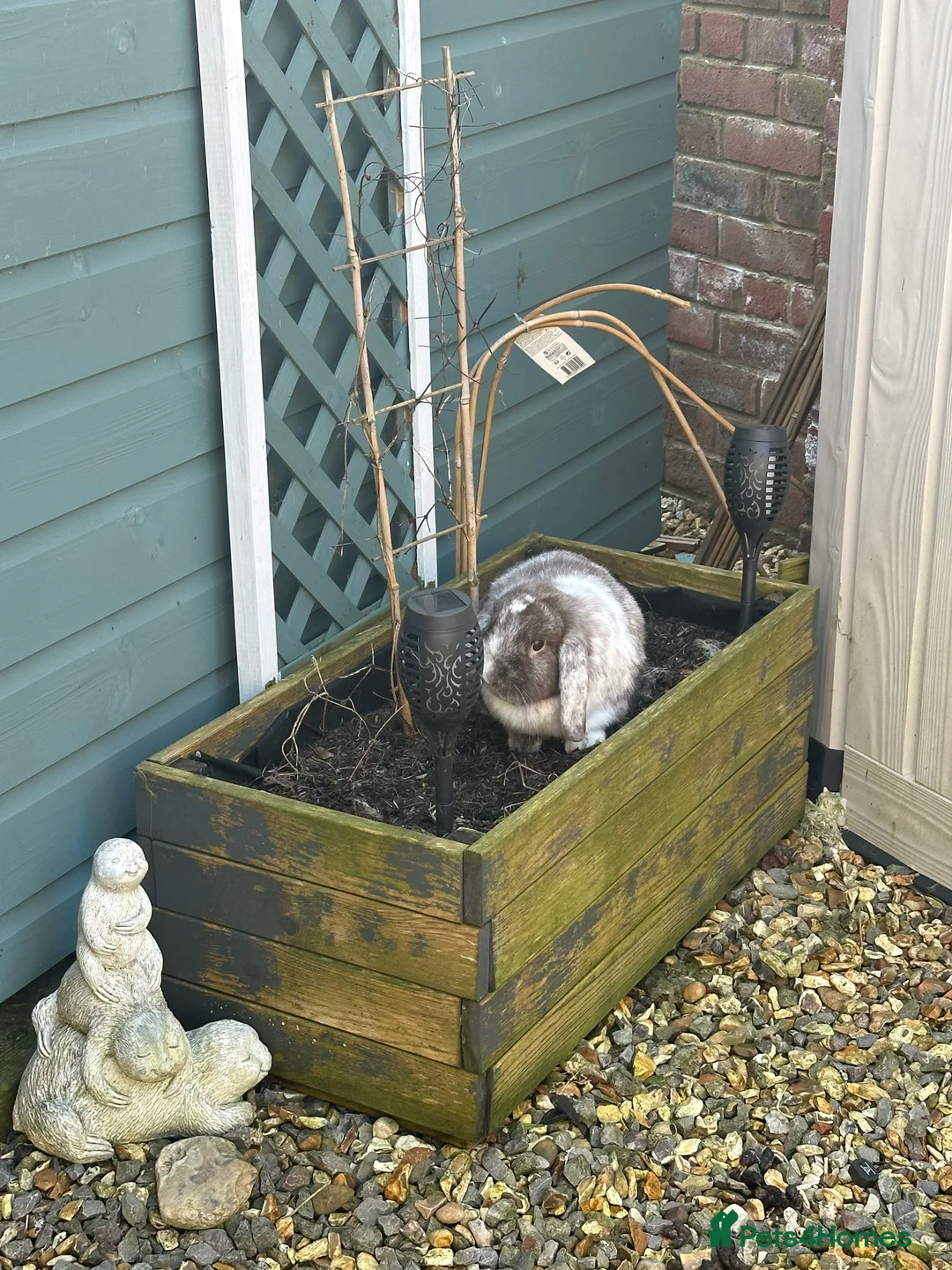Mixed Breed rabbits for sale: Mini lop/ lionhead male and female rabbits - Advert 7