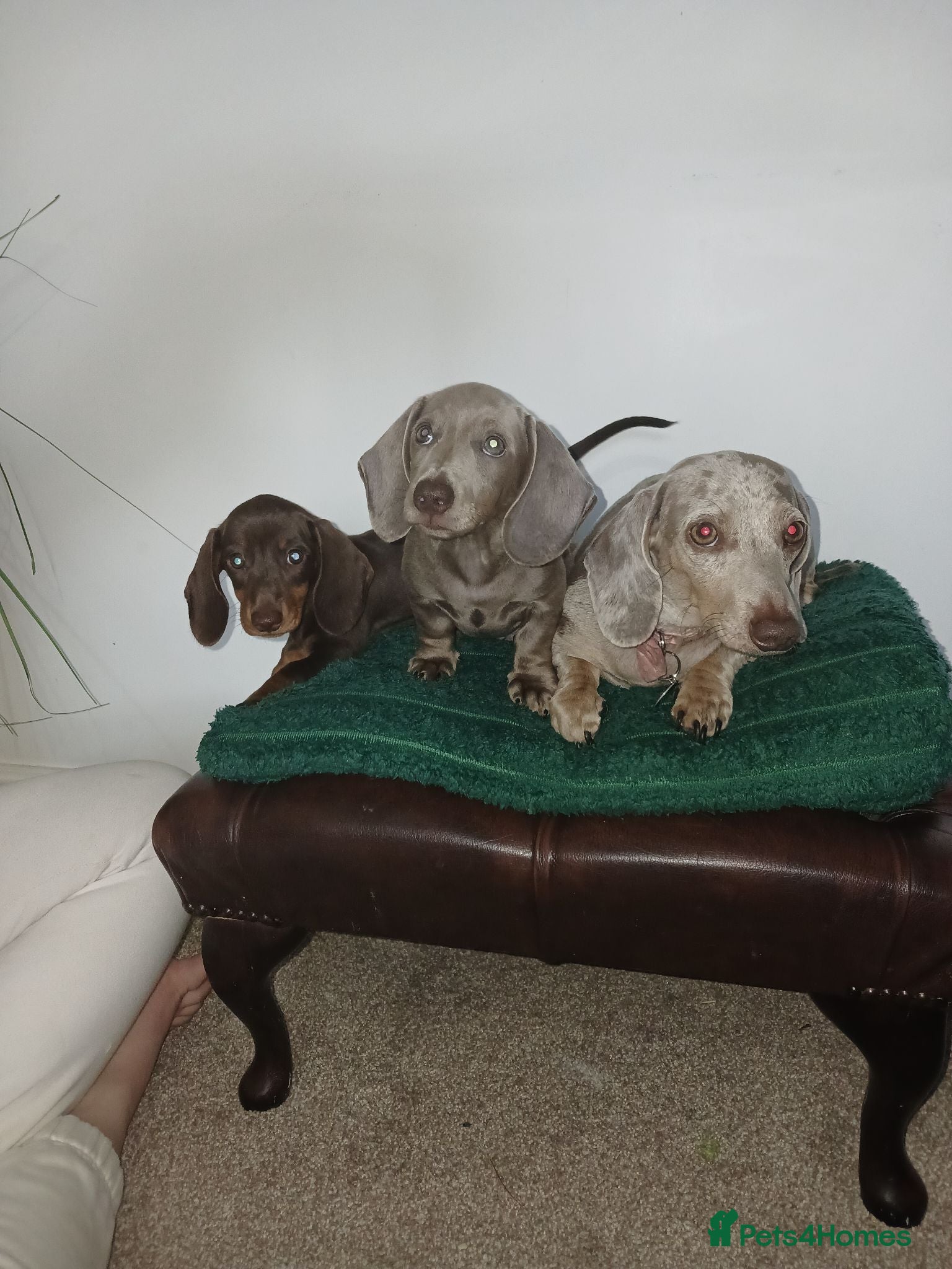 Miniature Dachshund dogs Miniature Dachshund puppies 🐶  - Advert 1