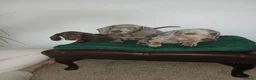 Miniature Dachshund dogs for sale: Miniature Dachshund puppies 🐶  - Advert 1