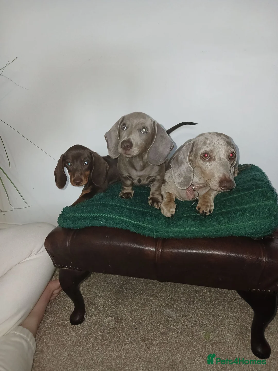 Miniature Dachshund dogs for sale: Miniature Dachshund puppies 🐶  - Advert 1