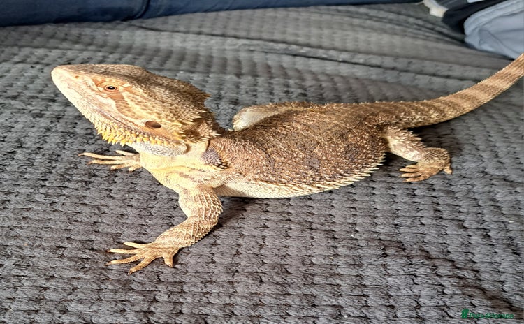 Dragon reptiles - Advert 1