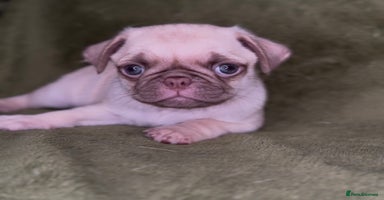 Pug dogs - Advert 12