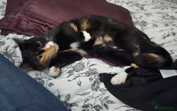 Domestic Shorthair cats for sale: 2-year-old female cat with a beautiful calico coat - Image 1