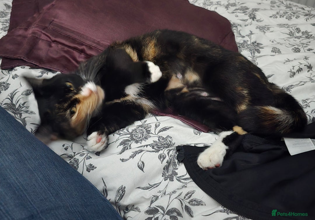 Domestic Shorthair cats for sale: 2-year-old female cat with a beautiful calico coat - Image 1