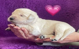 Golden Retriever dogs for sale: KC Reg Cream Boys from health tested parents.  - Image 26