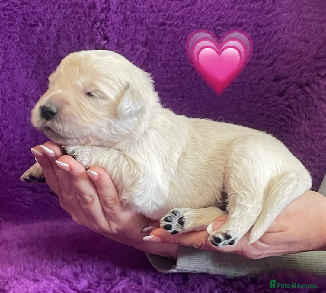 Golden Retriever dogs for sale: KC Reg Cream Boys from health tested parents.  - Image 26