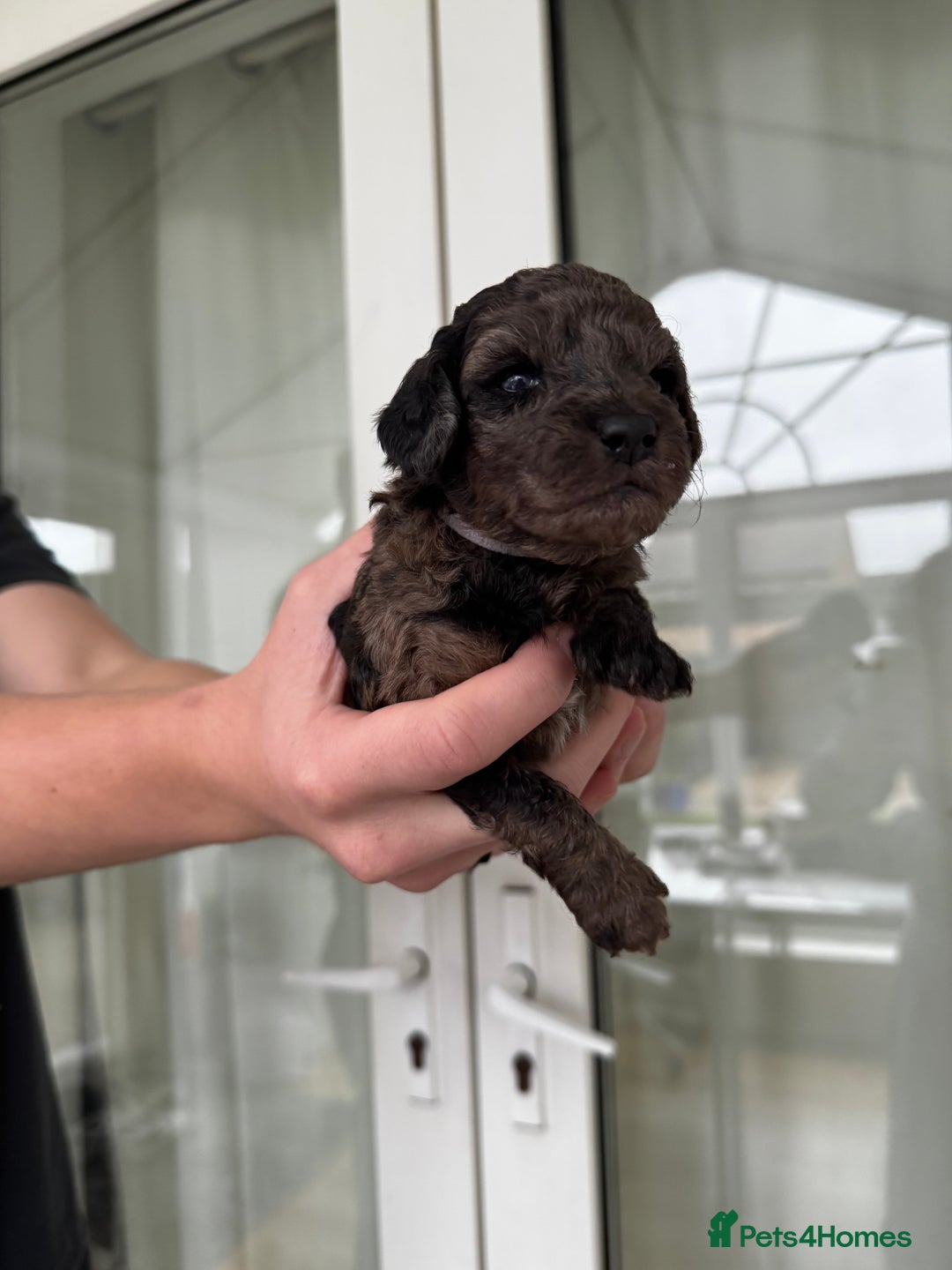 Miniature Poodle dogs for sale: Striking merle and black Miniature Poodle Puppies - Advert 30