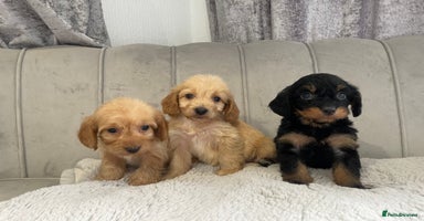 Cockapoo dogs - Advert 4