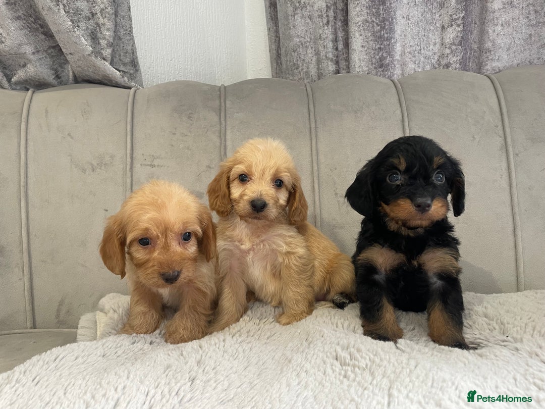 Cockapoo dogs for sale: Cockapoo puppy’s ready Wednesday  - Image 3