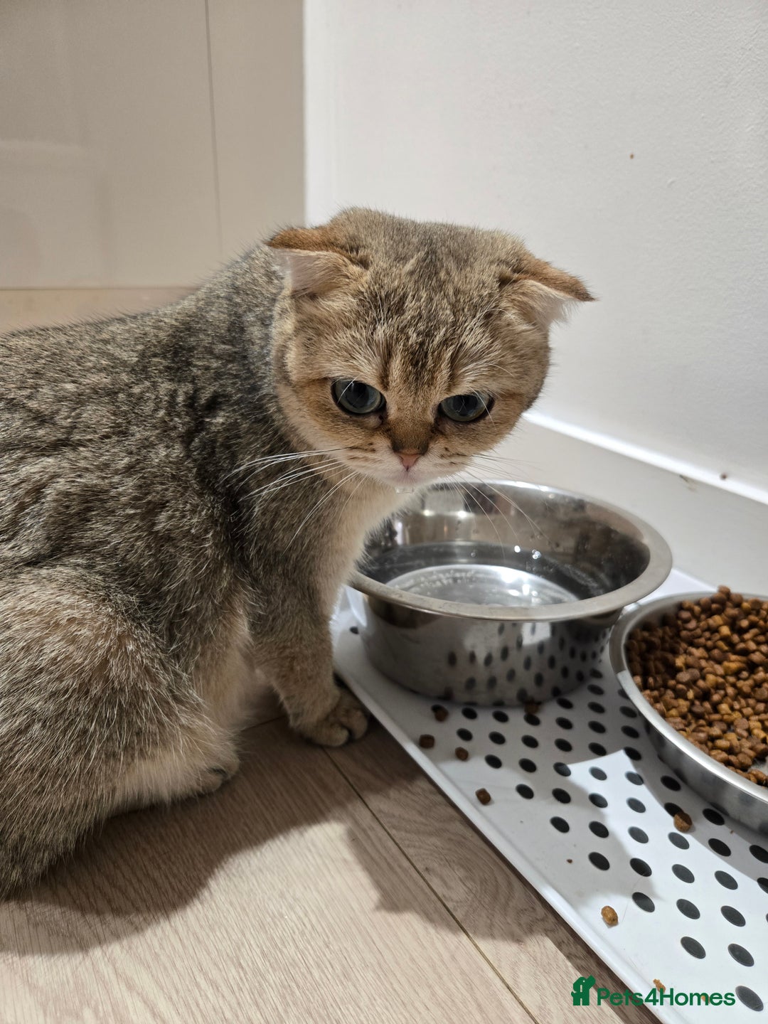 British Shorthair cats for sale: British Shorthair kittens STUNNING 🐈 😺  - Advert 11
