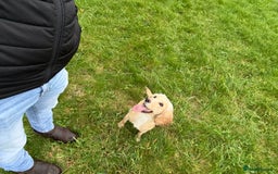 Cocker Spaniel dogs for sale: Ruby  - Image 4