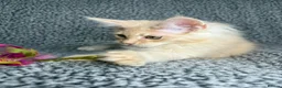Maine Coon cats for sale: GCCF Maine Coon Kittens.  - Advert 6