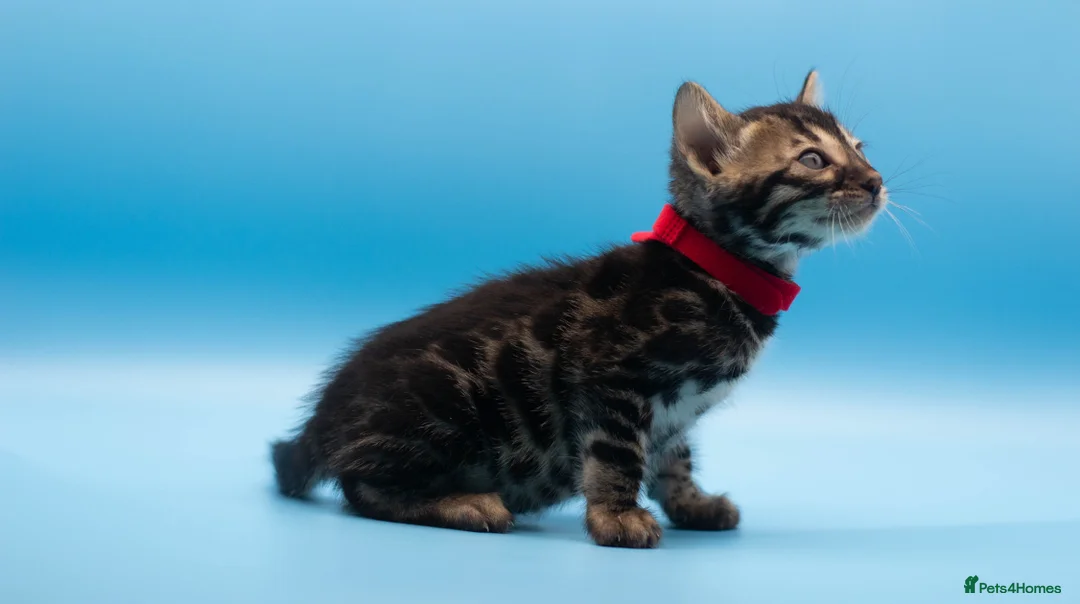 Bengal cats for sale: TICA Registered Bengal Kittens – Truly Magnificent - Advert 19